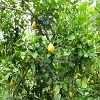 Plants: image 62 Of 65 Thumb